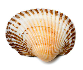 Image showing Seashell of anadara