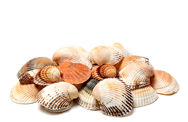 Image showing Seashells of anadara and scallop