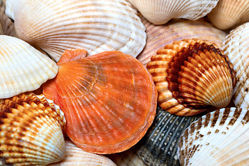 Image showing Background of seashells