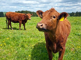 Image showing Cattle on pasture