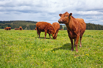 Image showing Cattle on pasture
