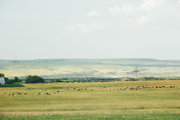 Image showing flock of sheep grazing in a meadow