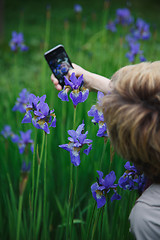 Image showing woman photographs herself in the flowers of iris