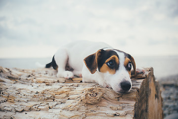 Image showing the dog is lying on a log