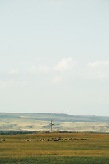 Image showing flock of sheep grazing in a meadow