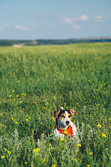 Image showing dog in a red scarf sitting in the grass