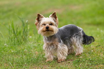 Image showing Cute small playful yorkshire terrier