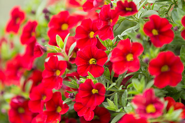 Image showing red million bells flower