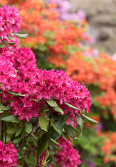 Image showing Pink azaleas blooms with small evergreen leaves