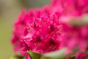 Image showing Pink azaleas blooms with small evergreen leaves