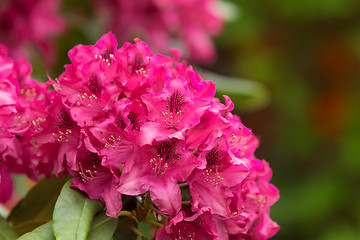 Image showing Pink azaleas blooms with small evergreen leaves