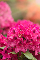 Image showing Pink azaleas blooms with small evergreen leaves