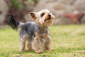 Image showing Cute small playful yorkshire terrier