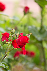 Image showing beautiful red roses in spring garden