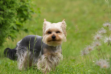 Image showing Cute small playful yorkshire terrier
