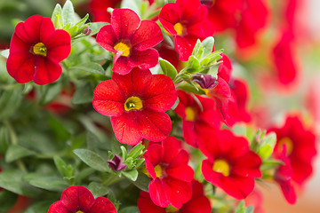 Image showing red million bells flower