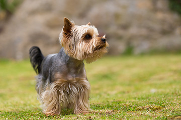 Image showing Cute small playful yorkshire terrier