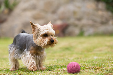 Image showing Cute small playful yorkshire terrier