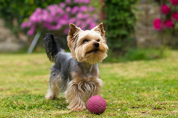 Image showing Cute small playful yorkshire terrier