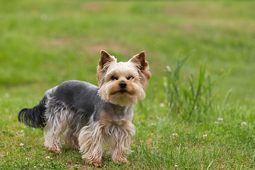 Image showing Cute small playful yorkshire terrier