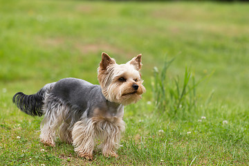 Image showing Cute small playful yorkshire terrier