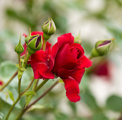 Image showing beautiful red roses in spring garden