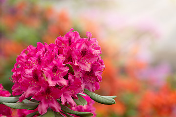 Image showing Pink azaleas blooms with small evergreen leaves