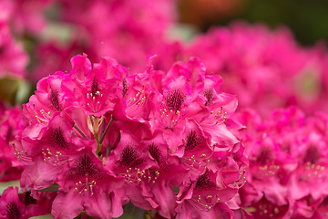 Image showing Pink azaleas blooms with small evergreen leaves