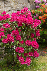 Image showing Pink azaleas blooms with small evergreen leaves