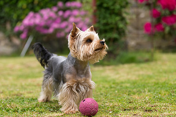 Image showing Cute small playful yorkshire terrier