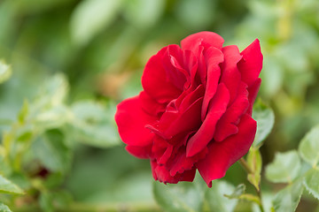 Image showing beautiful red roses in spring garden