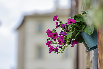 Image showing Flower with blurred houses