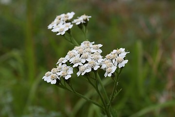 Image showing White flowers