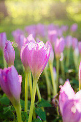 Image showing Pink blossoming crocuses in the garden, close up