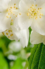 Image showing Blooming jasmine bush, close-up