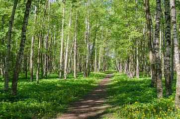 Image showing Path leading through the summer park