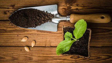 Image showing Still-life with sprouts and the garden tool, the top view