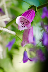 Image showing Beautiful flowers purple Foxglove