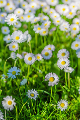 Image showing Field of blossoming daisies, close up