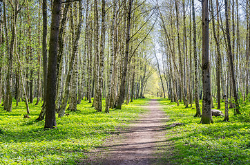 Image showing Alley shined by solar beams in spring park