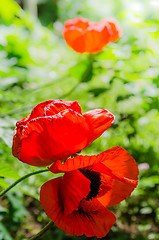 Image showing The revealed red poppies, close up