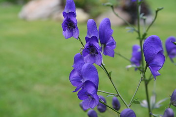 Image showing Blue flowers