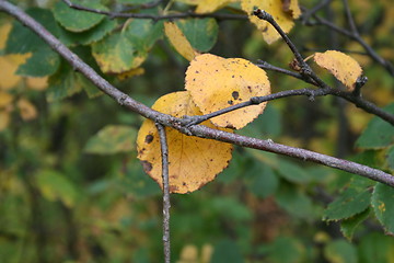 Image showing Autum Leaves