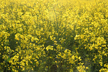 Image showing rapeseed