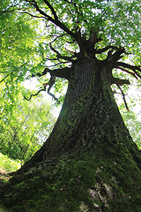 Image showing old oak tree