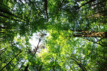 Image showing green forest background