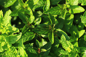 Image showing mint leaves background