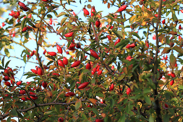 Image showing brier plant background