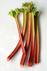 Image showing Fresh organic rhubarb