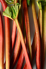 Image showing Fresh organic rhubarb